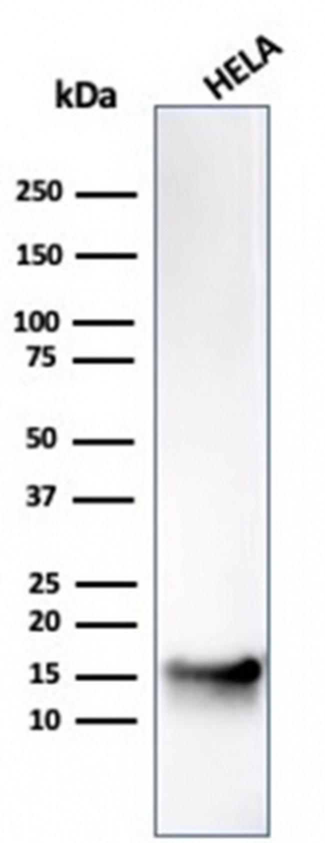 FABP5 Antibody in Western Blot (WB)