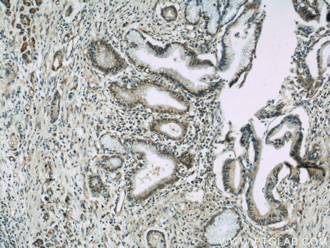 VNN1 Antibody in Immunohistochemistry (Paraffin) (IHC (P))