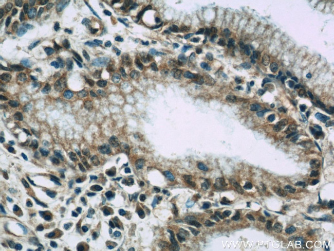 VNN1 Antibody in Immunohistochemistry (Paraffin) (IHC (P))