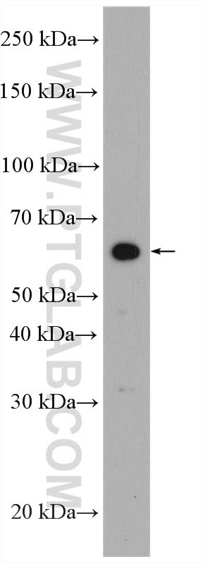 VNN1 Antibody in Western Blot (WB)