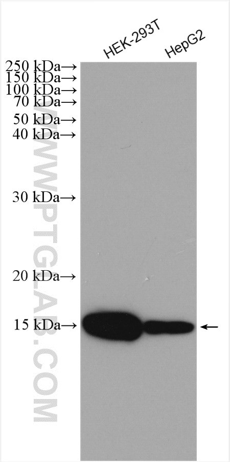 HIGD1A Antibody in Western Blot (WB)
