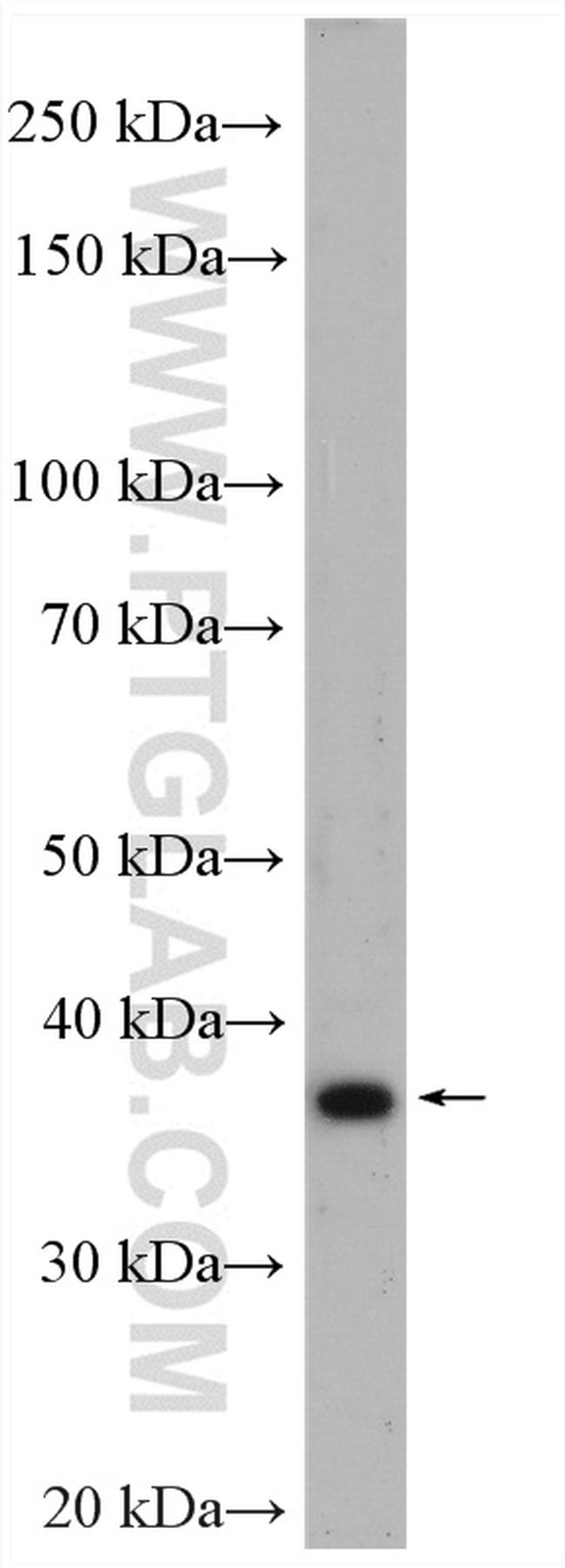 RASSF7 Antibody in Western Blot (WB)