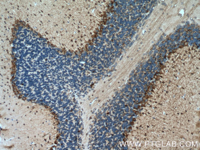 GAD65 Antibody in Immunohistochemistry (Paraffin) (IHC (P))