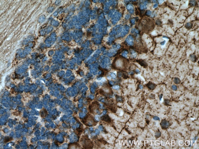 GAD65 Antibody in Immunohistochemistry (Paraffin) (IHC (P))