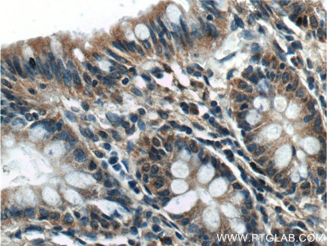 GAD65 Antibody in Immunohistochemistry (Paraffin) (IHC (P))