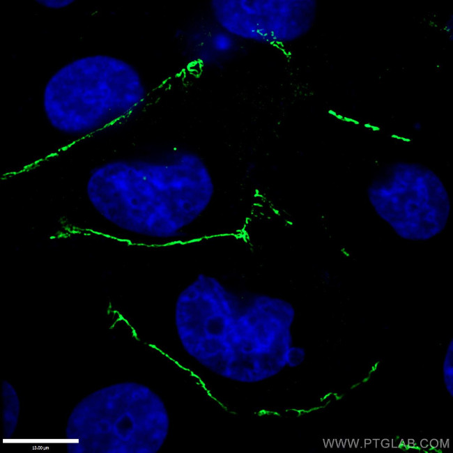 ZO-1 Antibody in Immunocytochemistry (ICC/IF)