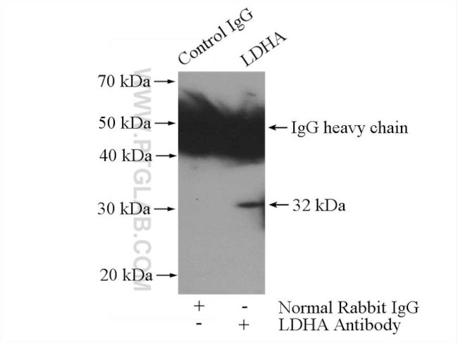 LDHA Antibody in Immunoprecipitation (IP)