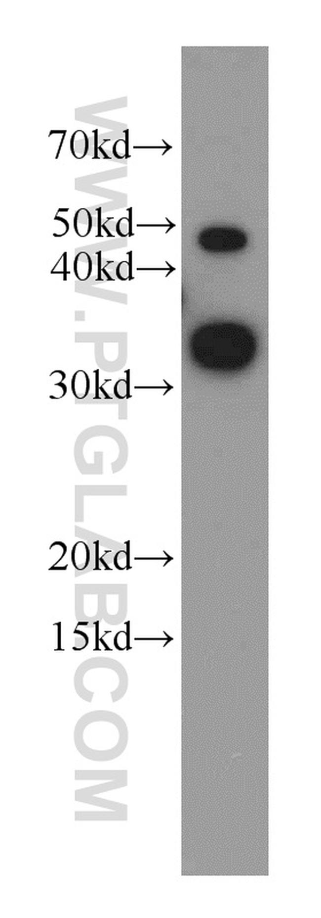 LDHA Antibody in Western Blot (WB)