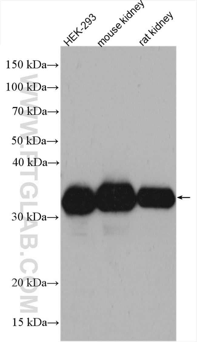 LDHA Antibody in Western Blot (WB)