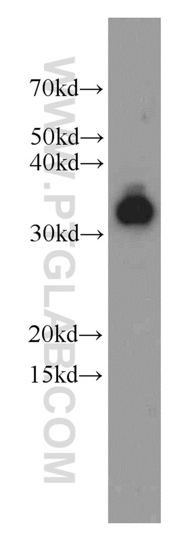 LDHA Antibody in Western Blot (WB)