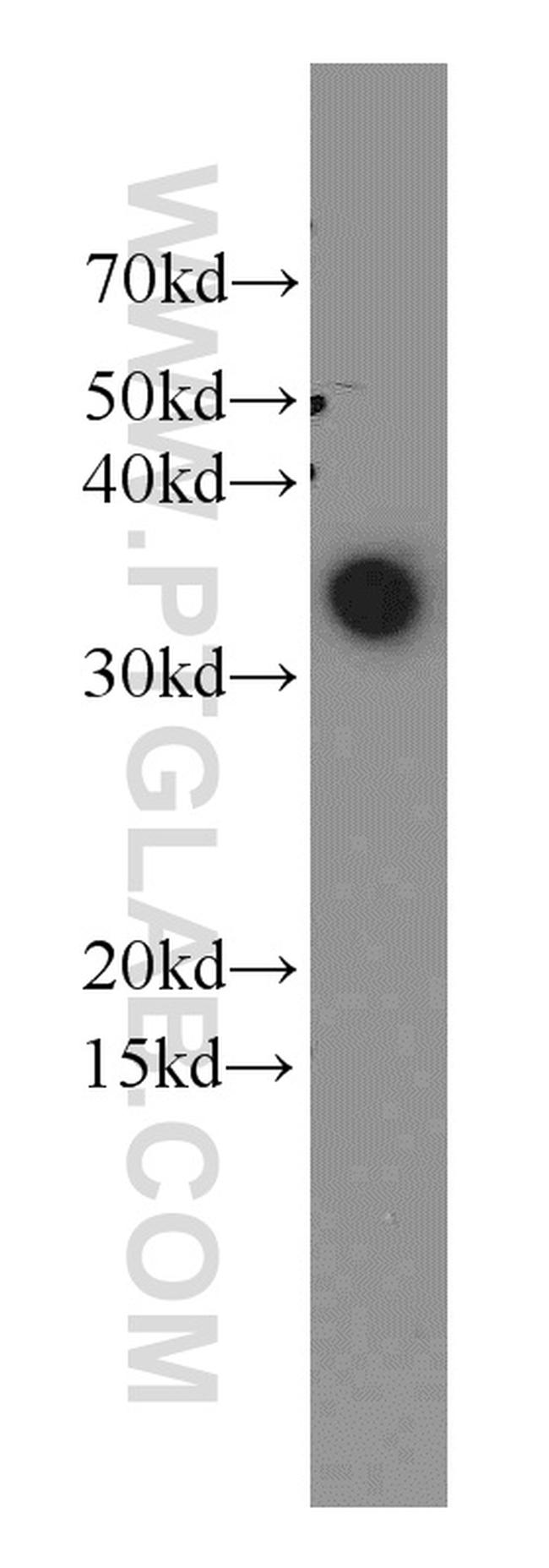 LDHA Antibody in Western Blot (WB)