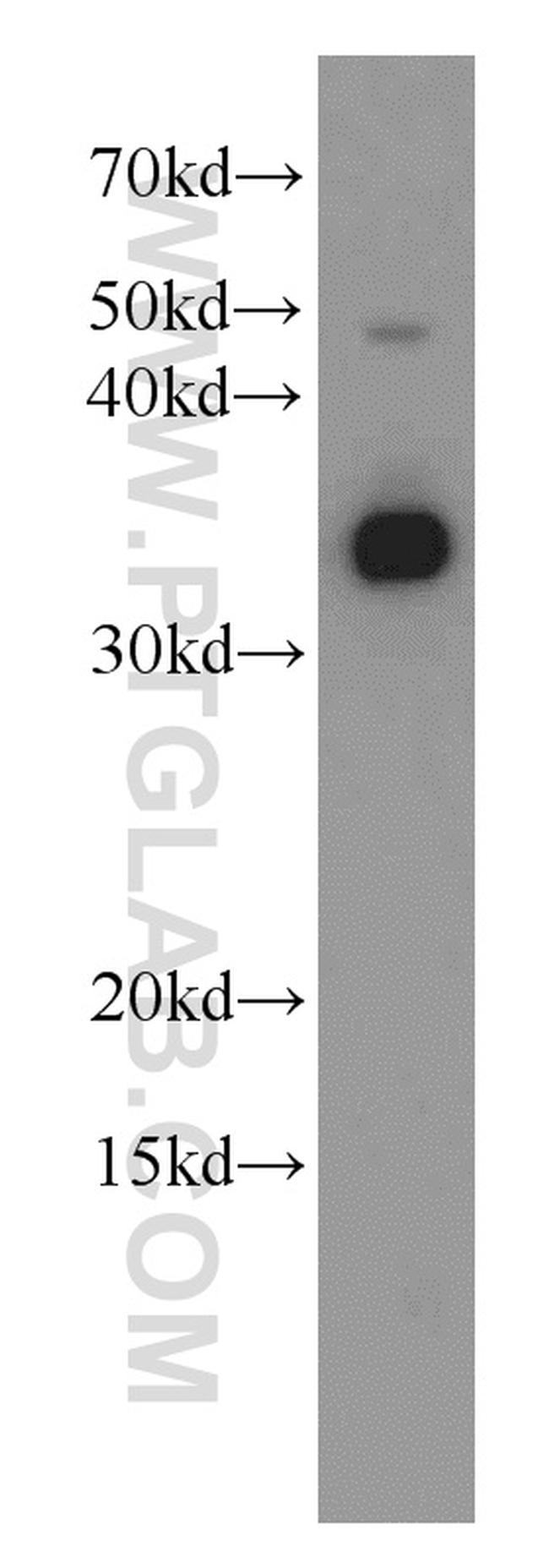 LDHA Antibody in Western Blot (WB)