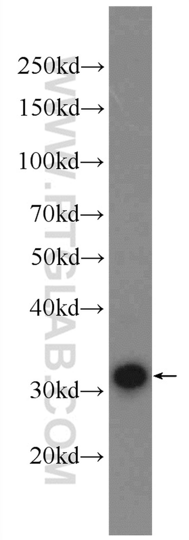 LDHA Antibody in Western Blot (WB)