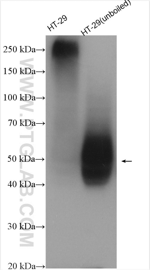 GLUT1 Antibody in Western Blot (WB)