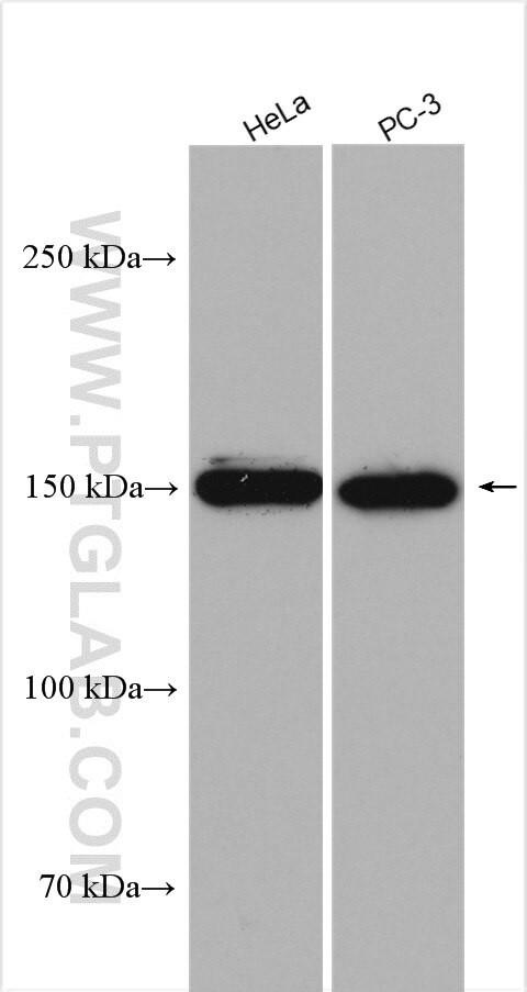 EDRF1 Antibody in Western Blot (WB)