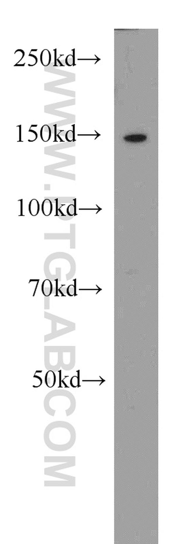 EDRF1 Antibody in Western Blot (WB)