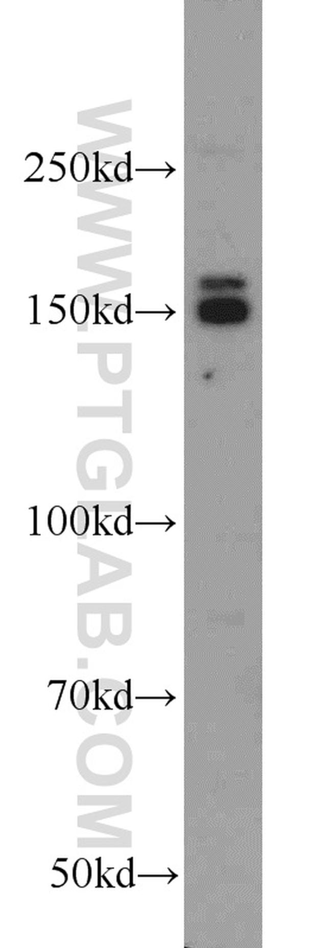 EDRF1 Antibody in Western Blot (WB)