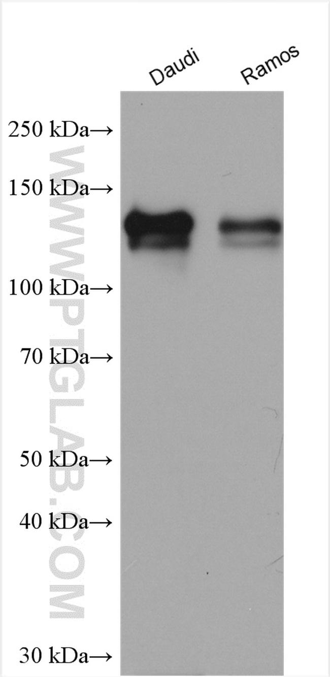 CD22 Antibody in Western Blot (WB)