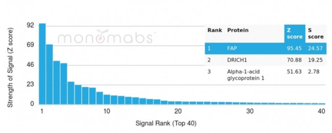 Fibroblast Activation Protein Alpha/FAP-1 Antibody in Peptide array (ARRAY)
