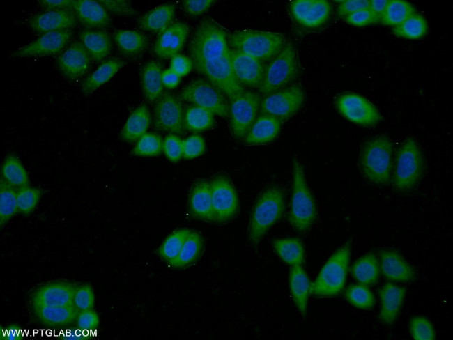 OAS3 Antibody in Immunocytochemistry (ICC/IF)