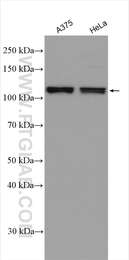 OAS3 Antibody in Western Blot (WB)