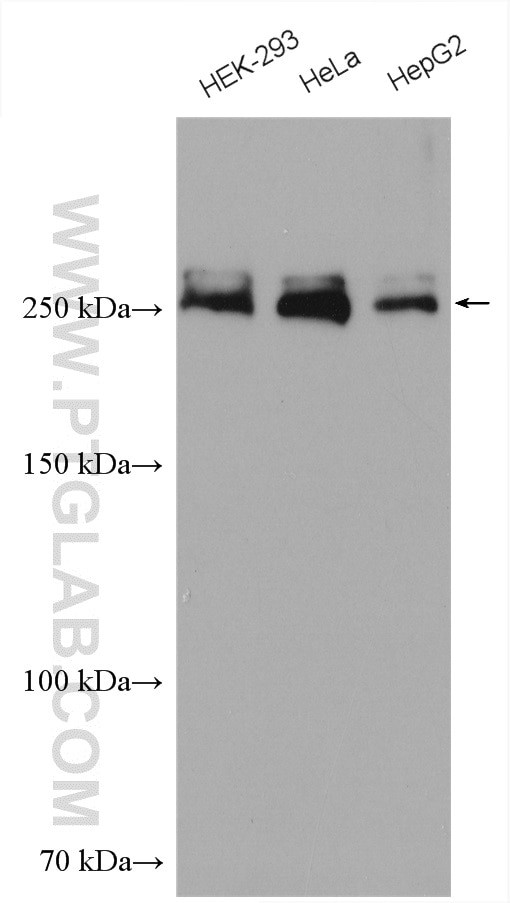 ACC1 Antibody in Western Blot (WB)