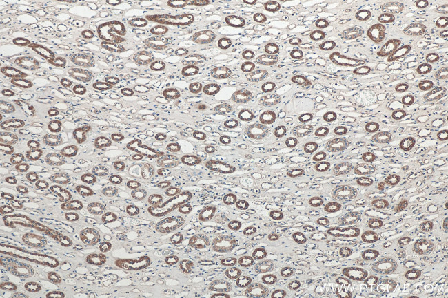 Sclerostin Antibody in Immunohistochemistry (Paraffin) (IHC (P))