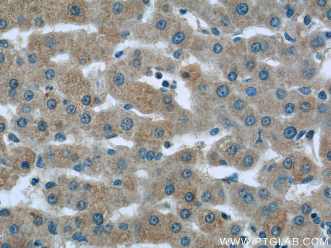 Sclerostin Antibody in Immunohistochemistry (Paraffin) (IHC (P))