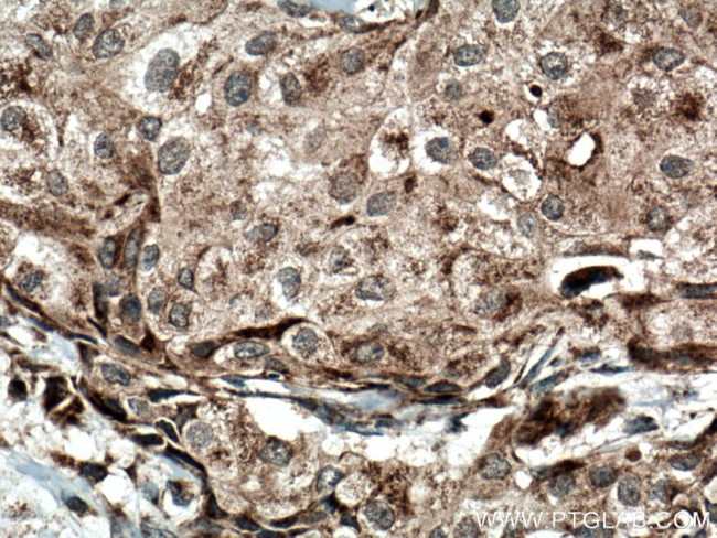 Sclerostin Antibody in Immunohistochemistry (Paraffin) (IHC (P))