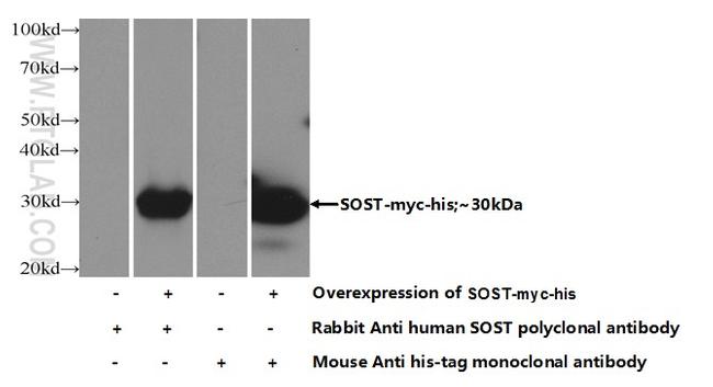 Sclerostin Antibody in Western Blot (WB)