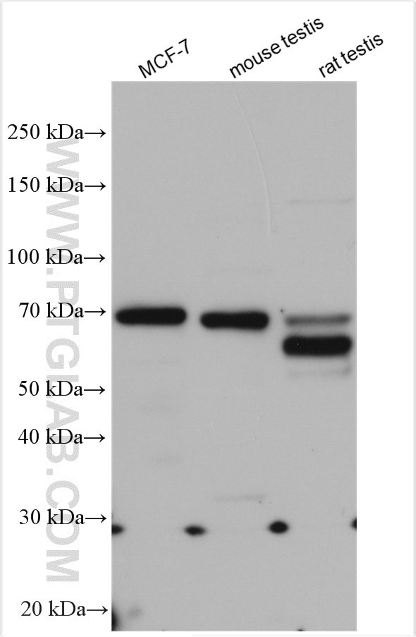 POLD3 Antibody in Western Blot (WB)