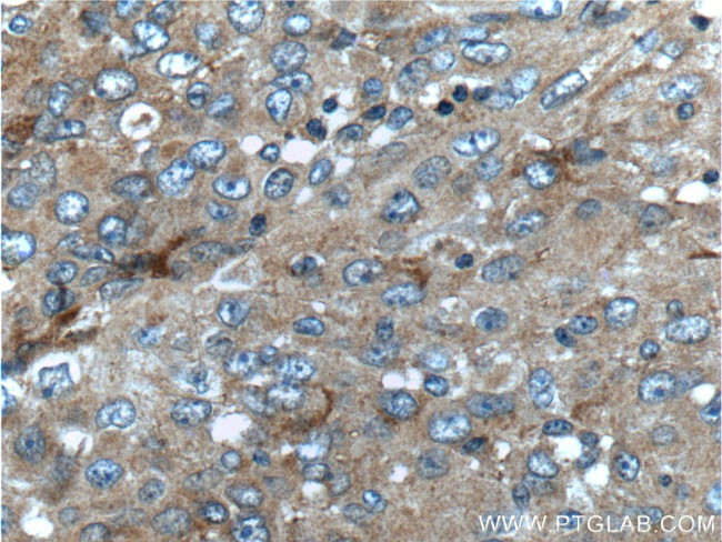 UCN Antibody in Immunohistochemistry (Paraffin) (IHC (P))