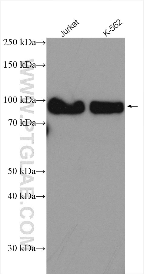 SP1 Antibody in Western Blot (WB)