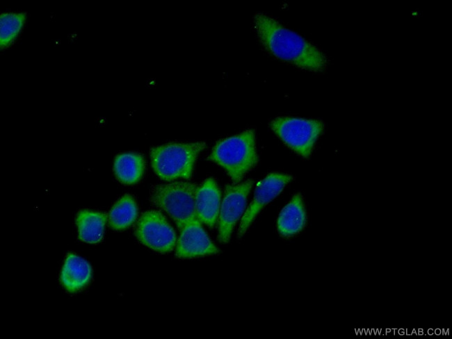 BCL2L12 Antibody in Immunocytochemistry (ICC/IF)