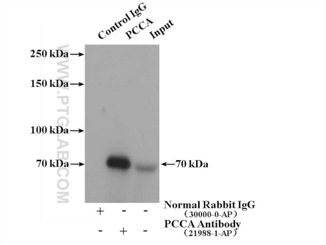 PCCA Antibody in Immunoprecipitation (IP)