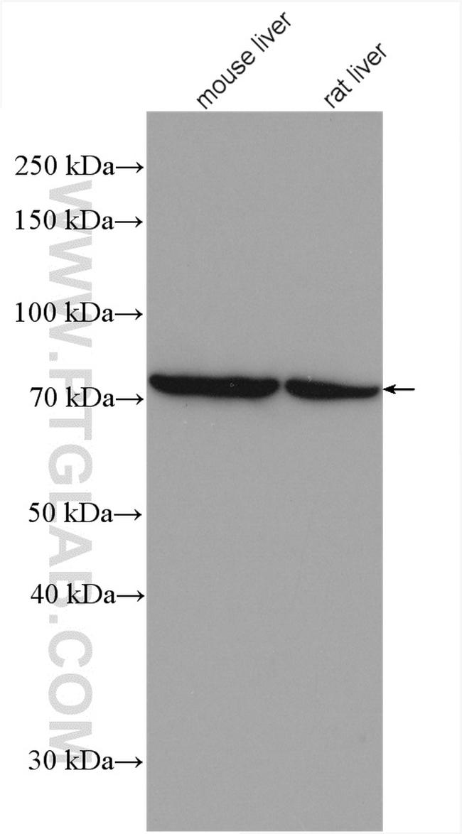 PCCA Antibody in Western Blot (WB)