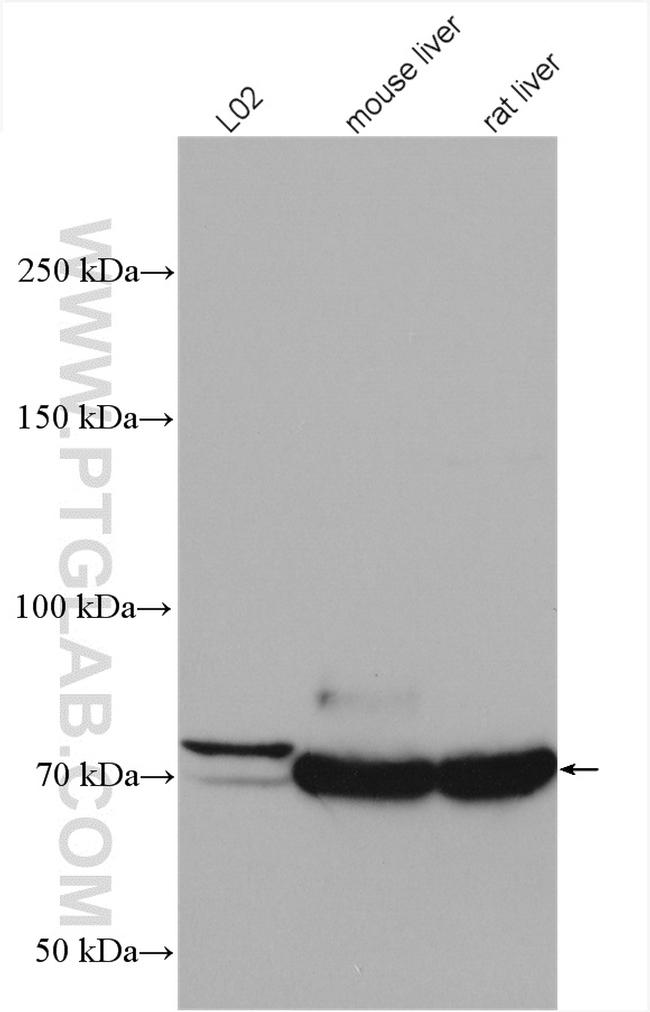 PCCA Antibody in Western Blot (WB)