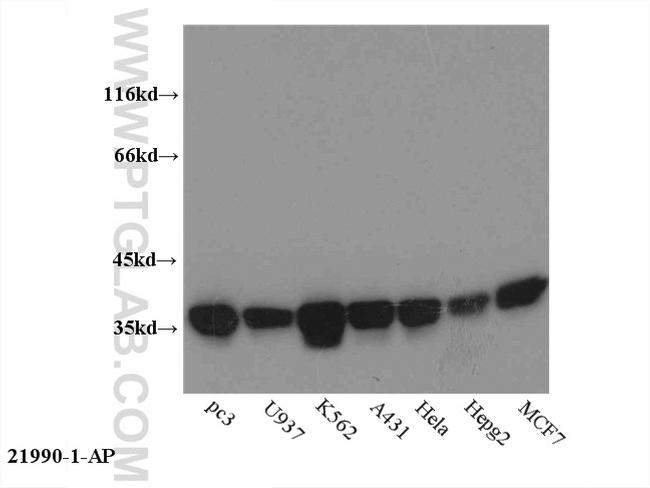 Annexin A1 Antibody in Western Blot (WB)