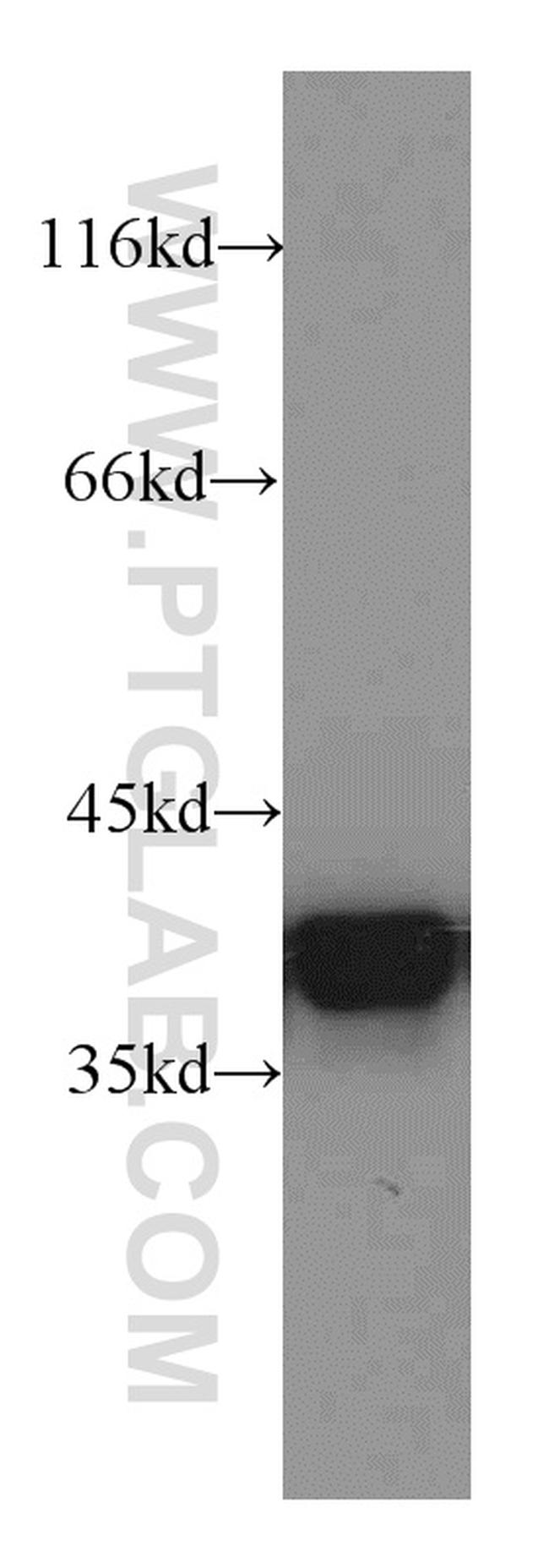 Annexin A1 Antibody in Western Blot (WB)