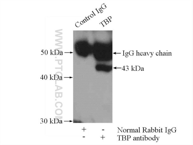 TBP Antibody in Immunoprecipitation (IP)