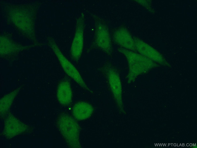 PHF20 Antibody in Immunocytochemistry (ICC/IF)