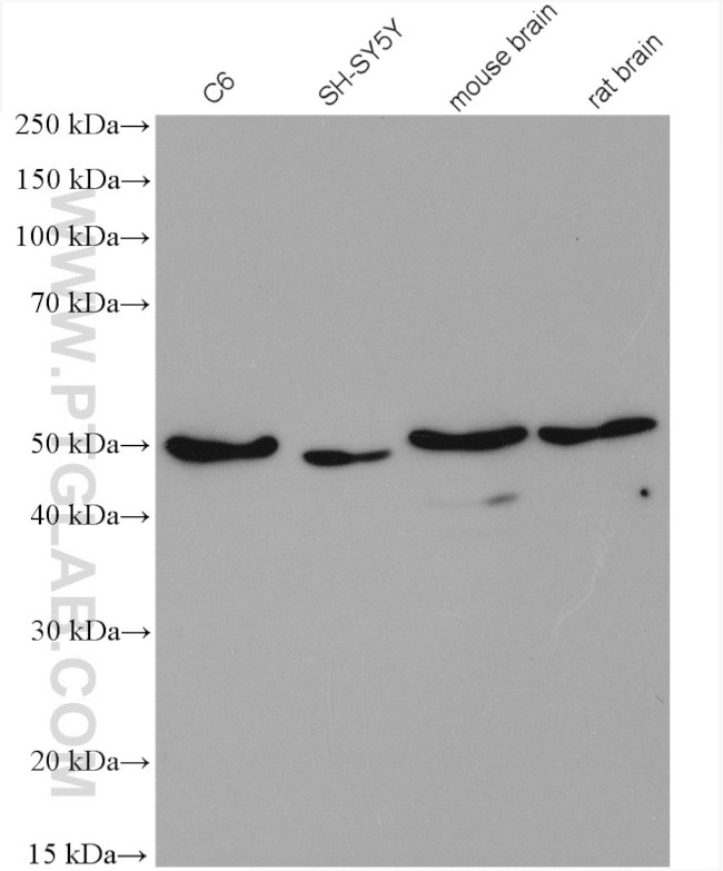 VAT1 Antibody in Western Blot (WB)