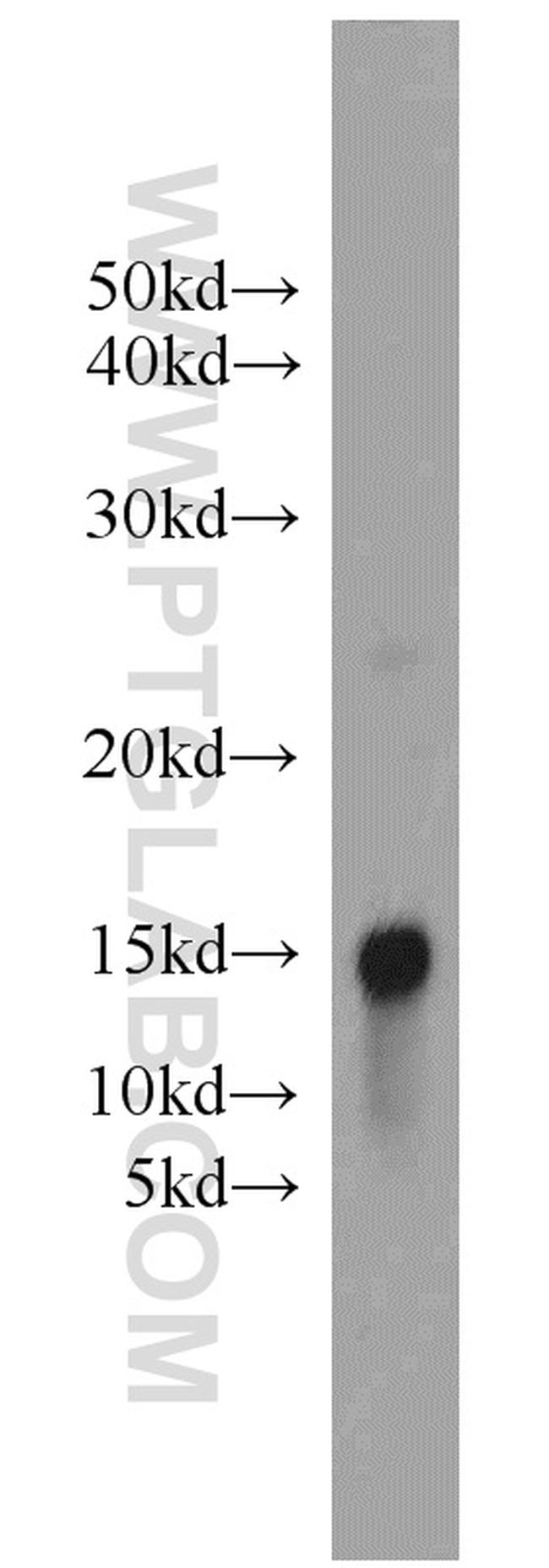 ARPC5L Antibody in Western Blot (WB)