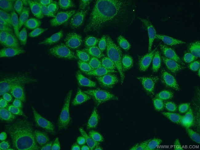 PIK3C2A Antibody in Immunocytochemistry (ICC/IF)