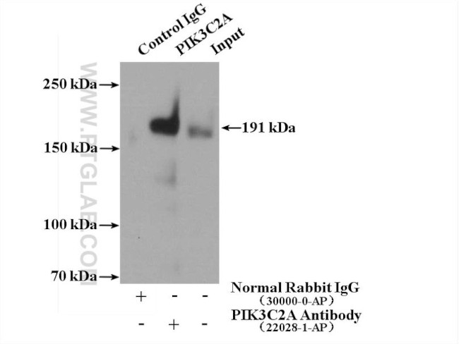 PIK3C2A Antibody in Immunoprecipitation (IP)