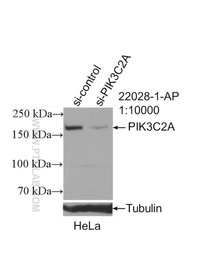 PIK3C2A Antibody in Western Blot (WB)