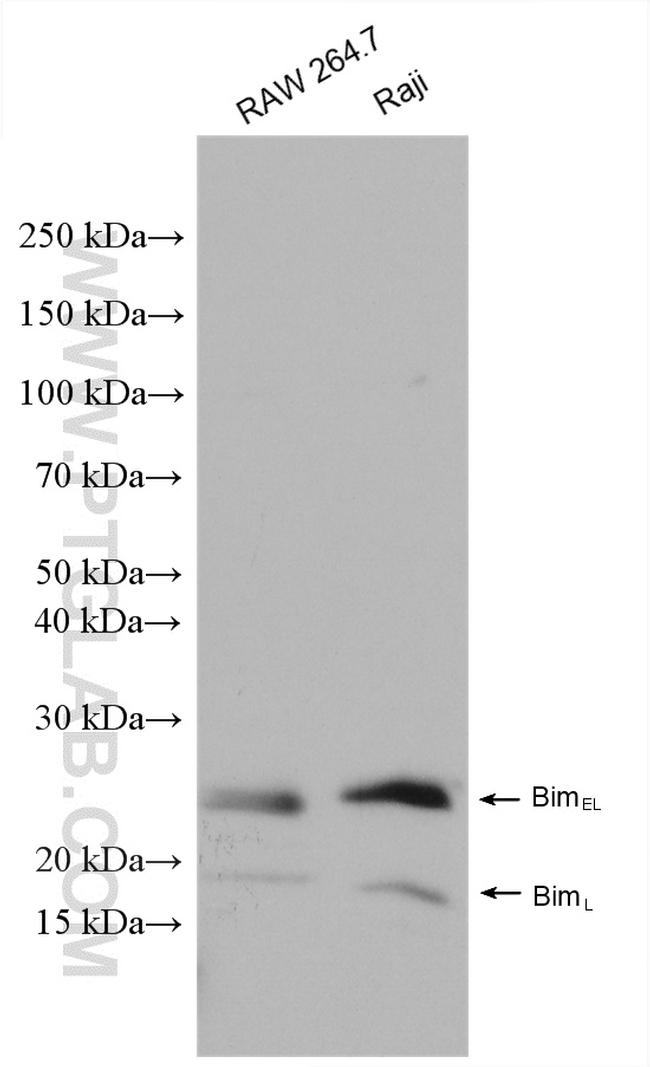 Bim Antibody in Western Blot (WB)