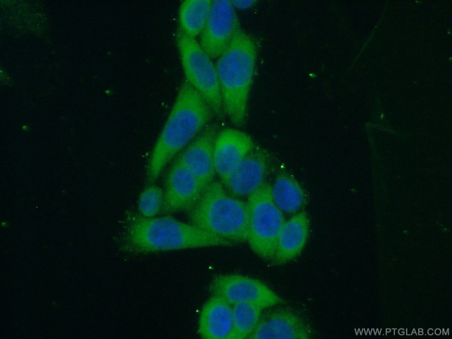 IMPDH1 Antibody in Immunocytochemistry (ICC/IF)