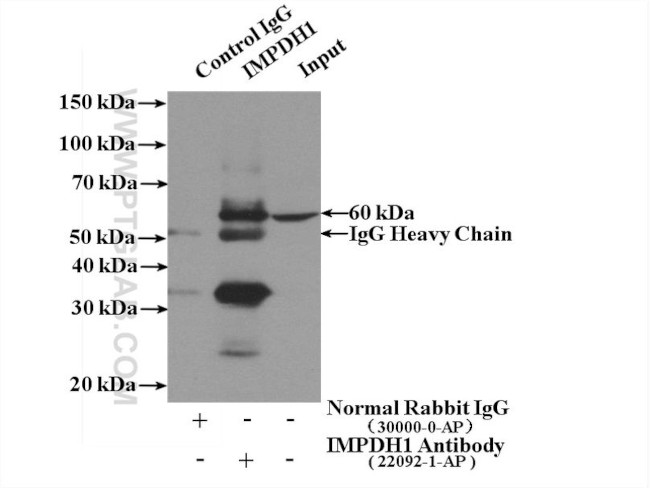 IMPDH1 Antibody in Immunoprecipitation (IP)