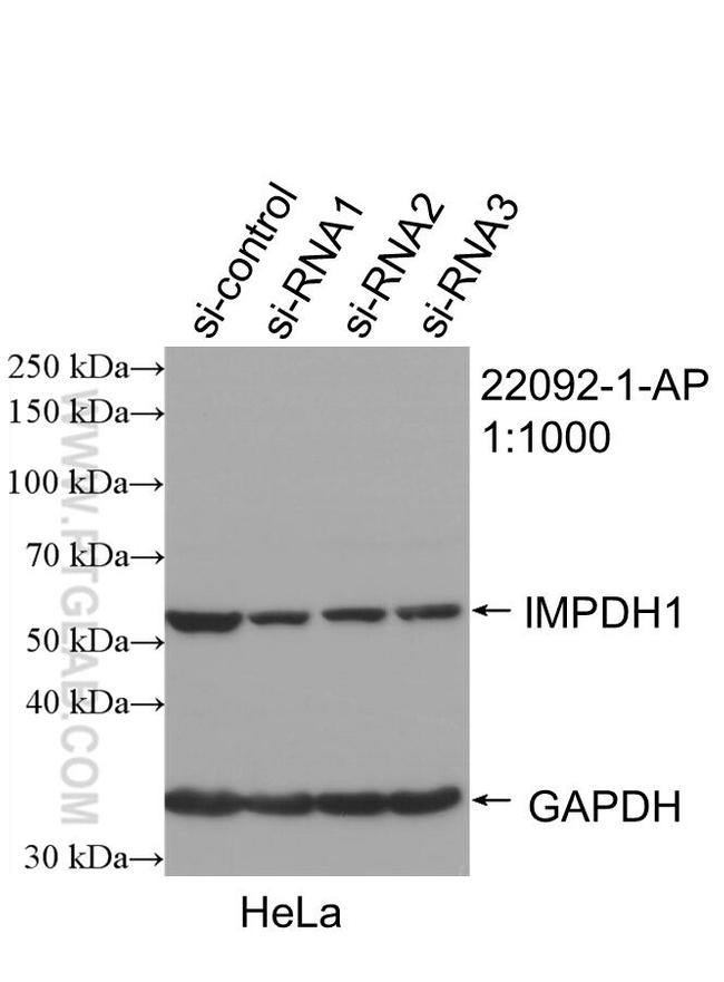 IMPDH1 Antibody in Western Blot (WB)